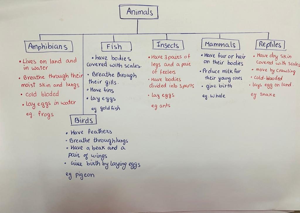 A colourful animal chart